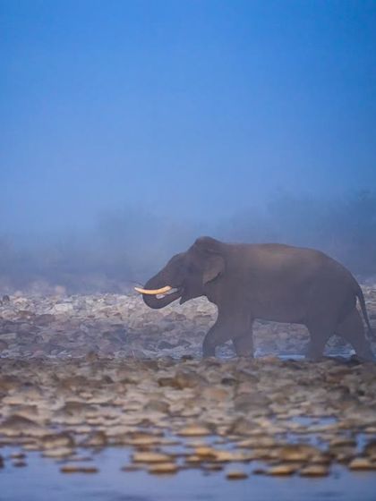 Another frame of the tusker in the Corbett mist, a moment that feels timeless and ethereal.