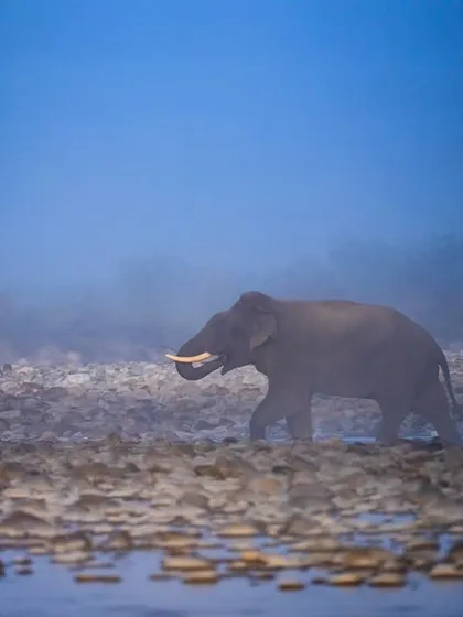 Another frame of the tusker in the Corbett mist, a moment that feels timeless and ethereal.