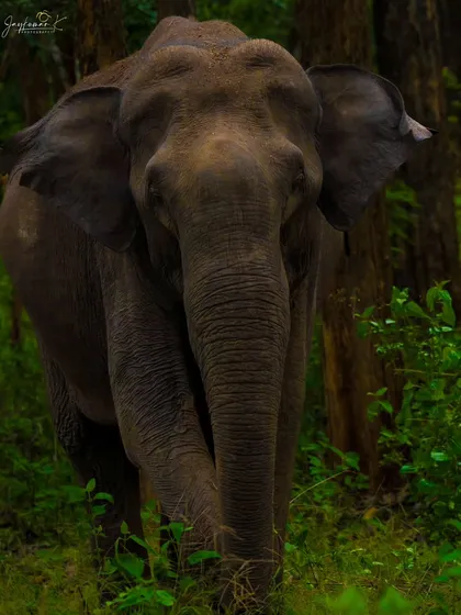 An intimate encounter with an Asian Elephant as it emerges from the dense forest. This portrait captures the gentle strength and profound presence of this majestic animal, ideal for a statement piece.