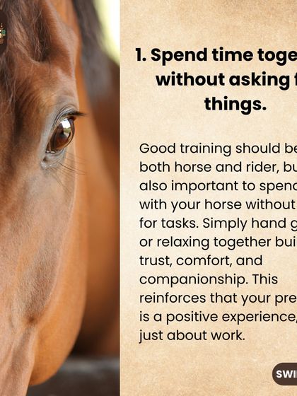 The foundation of a great partnership is spending quiet time together without asking for anything. Simply hand grazing or relaxing with your horse reinforces that your presence is a positive experience.