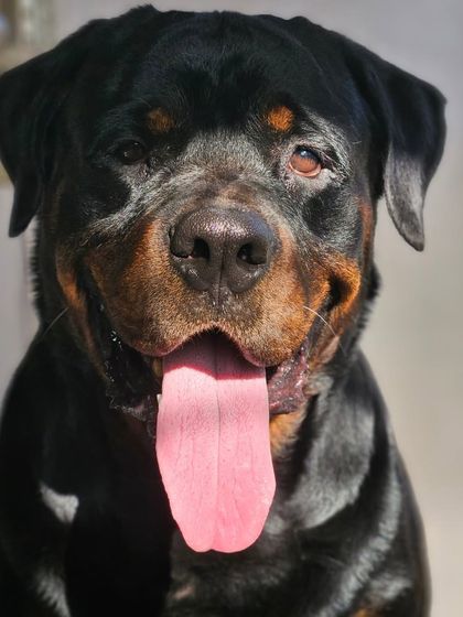 A powerful and handsome Rottweiler, enjoying the sun.