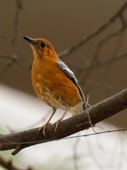 The original shot of the Orange-headed Thrush against a natural background.