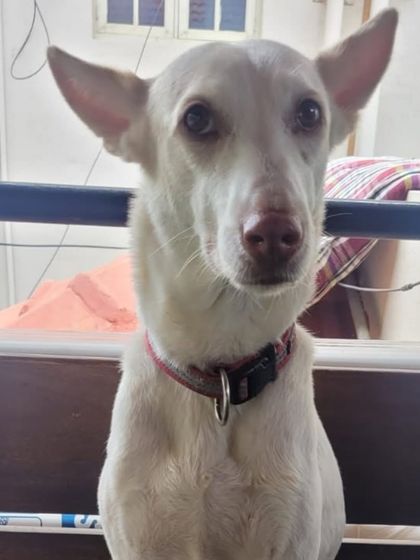 Those ears. This Indie is always alert and curious. They are incredibly smart dogs.