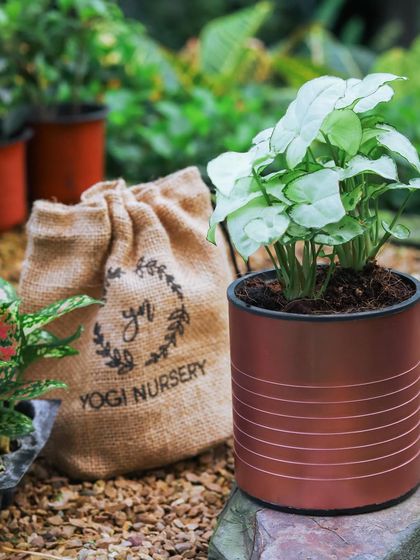 This copper-colored metallic self-watering planter adds a warm, contemporary touch to any space. It’s shown here with a healthy Syngonium, ready to be placed in its new home.
