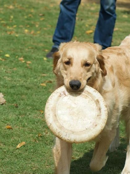 A classic game of frisbee with our boy Milo. We have plenty of toys and activities to keep even the most energetic dogs entertained.