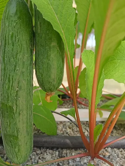 More shots of our cucumbers, from tiny starters to full-sized and ready to harvest.