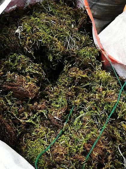 Vertical Gardens, Moss & More photo 17