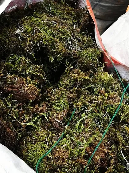 A sack full of our high-quality moss, ready to be shipped to customers across India.