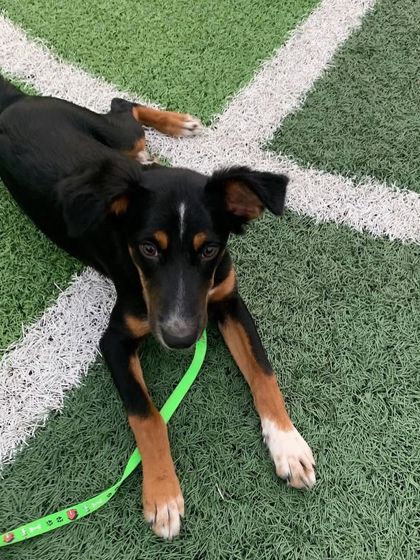 A beautiful black and tan indie dog relaxes on the green turf during our puppy yoga event in Chandigarh.