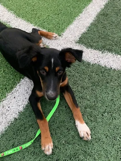A beautiful black and tan indie puppy relaxes on the green turf during a puppy yoga session in Chandigarh. All our puppies come from local shelters like AWA Panchkula.