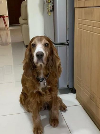 Petspace - Dog Boarding Our Pack Through the Years photo 46