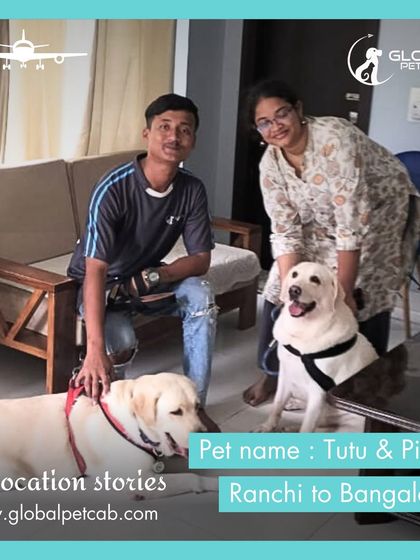 Global Pet Cab - Domestic Pet Relocation Air Travel: Flying Your Pet Safely photo 10