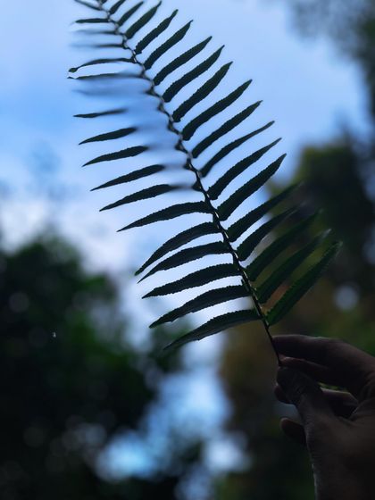The delicate silhouette of a fern leaf held up against the blue sky. Nature's patterns are endlessly fascinating and a great subject for mindful observation.