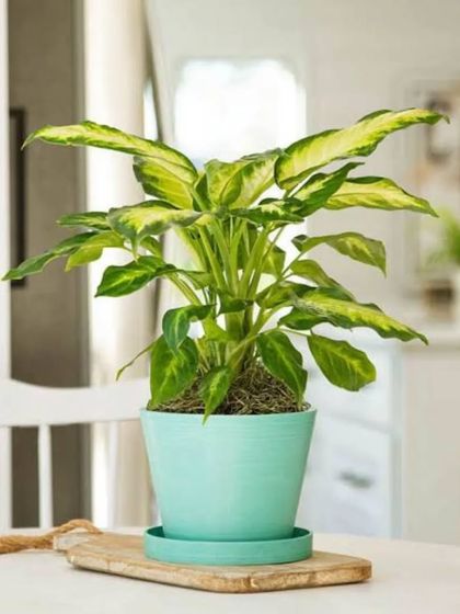 This variety of Dieffenbachia showcases creamy yellow and green leaves, bringing a bright and cheerful feel to this kitchen table. It's potted in a simple, elegant mint-green pot with a saucer.