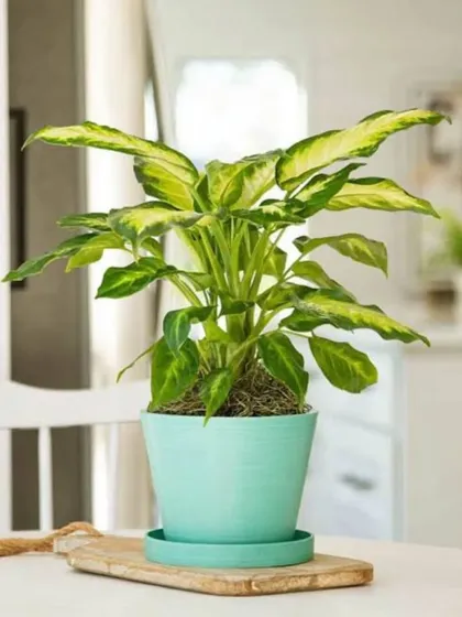 A Dieffenbachia plant in a cheerful mint-colored pot, placed on a kitchen counter. This shows the versatility of our plants for use in break rooms and corporate kitchens.