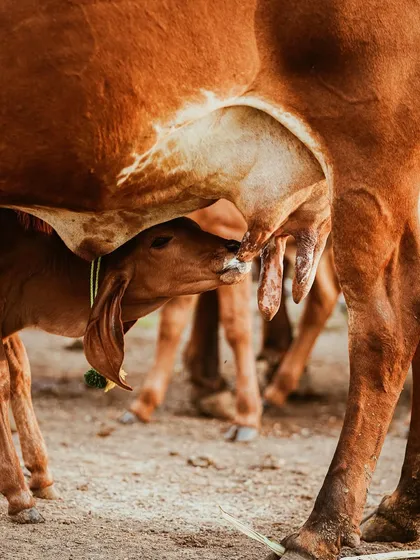 A tender moment on the farm: a calf feeding from its mother. Capturing scenes like this helps tell the brand's story of natural, ethical, and sustainable farming from its very roots.