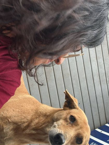 A quiet moment of connection. This close-up shot shows the gentle, trusting gaze between a dog and me. It's in these moments that the real work of training happens, building a foundation of safety and understanding.