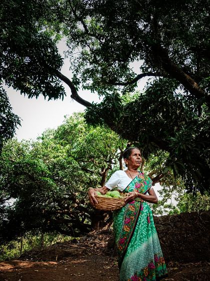 Brand Storytelling: The Konkan Mango Harvest photo 9