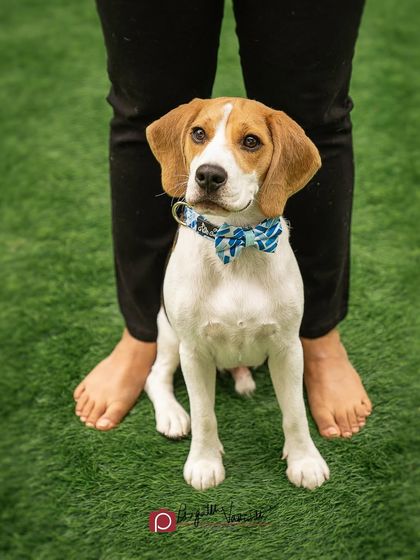 Pragalbh - Commercial Pet Photography Action & Lifestyle Photography photo 10