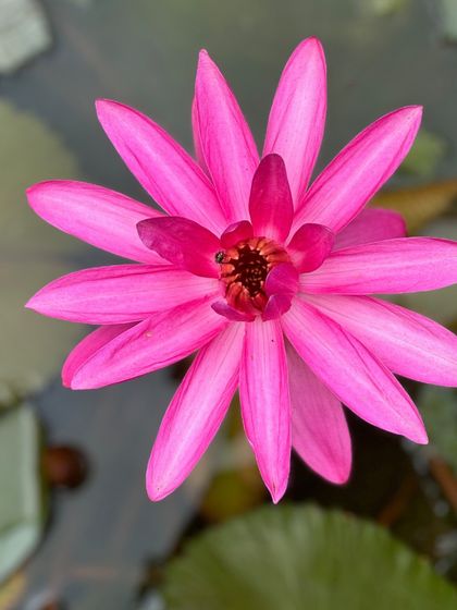 A collection of the beautiful flowers that bloom across the ashram. From the sacred Lotus to the fragrant Jasmine, these blossoms add color, life, and healing energy to our home.