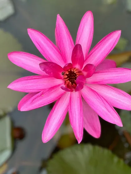 A collection of the beautiful flowers that bloom across the ashram. From the sacred Lotus to the fragrant Jasmine, these blossoms add color, life, and healing energy to our home.