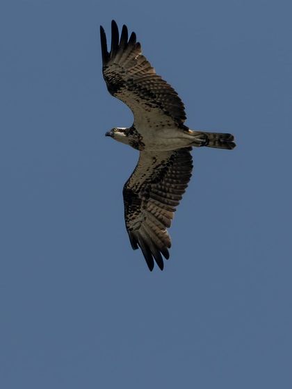 An Osprey, also known as a fish hawk, soars against a clear blue sky over Najafgarh Lake. Fish make up 99% of their diet.