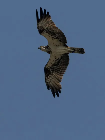 An Osprey, also known as a fish hawk, soars against a clear blue sky over Najafgarh Lake. Fish make up 99% of their diet.