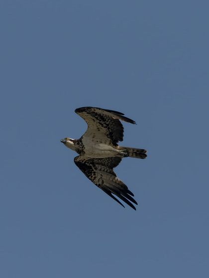 A slightly different angle of the Osprey in flight, showing its powerful wing beats.