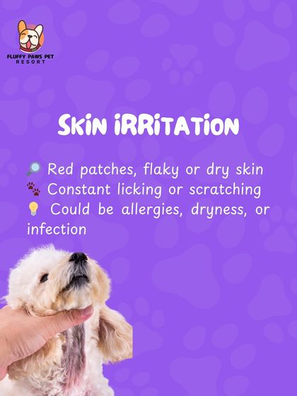Fluffy Paws Pet Resort - Pet Grooming Health & Hygiene First photo 5