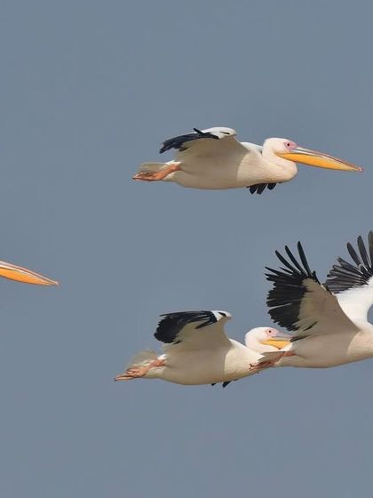On the Wing: The Marvel of Flight photo 13
