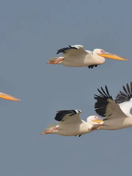 A squadron of Great White Pelicans in formation. They are remarkable fliers, capable of soaring and gliding high like eagles, showcasing the theatrical side of this giant bird.