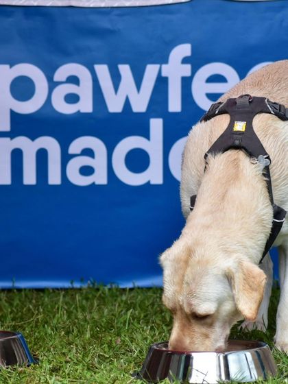A happy lab enjoying a meal right next to our banner.