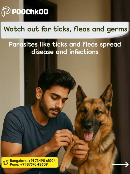 Poochkoo - Pet Spa & Grooming Seasonal Health & Grooming photo 5