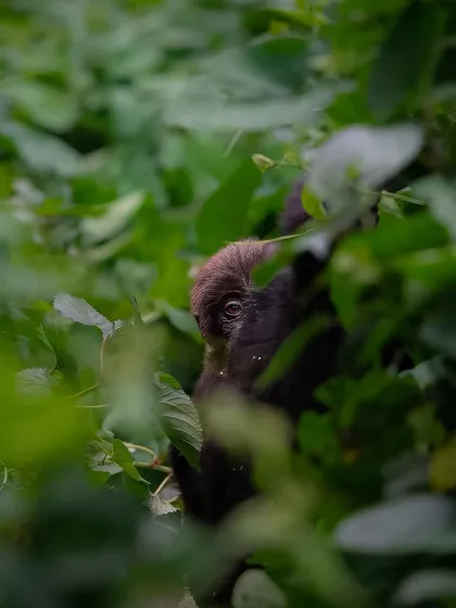 The curious eye of a baby mountain gorilla peeking through the leaves in Bwindi. The infant rarely strays far from its mother's protective watch.