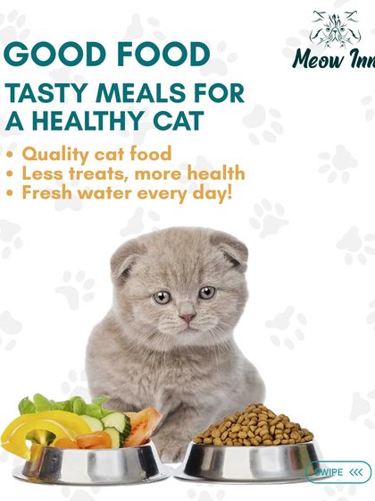 Meow Inn - Cat Hotel & Boarding Your Guide to Feline Wellness photo 17