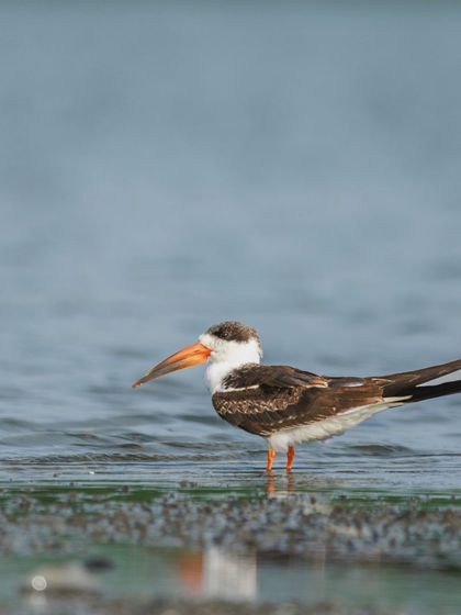 The Indian Skimmer, an endangered species with a unique bill. The longer lower mandible is used to 'skim' the water surface for fish as it flies.
