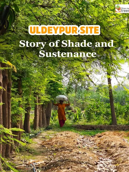 "Uldeypur Site: Story of Shade and Sustenance." This image captures the essence of our work, where reforestation provides not just ecological benefits but also livelihoods and resources for the local community.