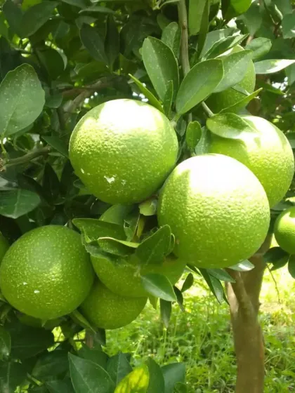A cluster of sun-ripened sweet limes.