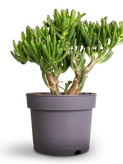 This is the Crassula Ovata Gollum, also known as Finger Jade. Its unique, tubular leaves with red tips make it a fascinating and sculptural plant that is believed to attract wealth.