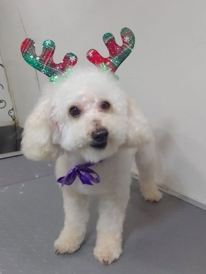 Grooming for a holly jolly Christmas. This white poodle is looking clean and festive, ready to celebrate the season.