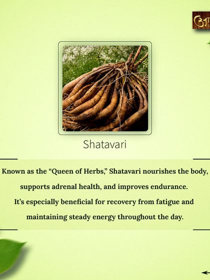Shatavari, known as the "Queen of Herbs," is excellent for nourishing the body and improving endurance. I often recommend it to help patients recover from fatigue and maintain steady energy.