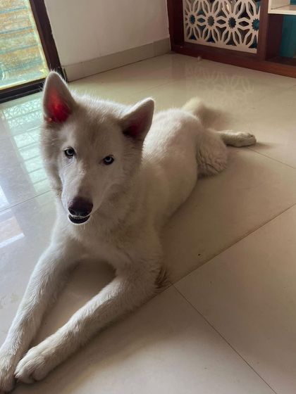 PL Paws - Animal Rescue & Rehabilitation Ready for a Home: Meet Our Adoptable Dogs photo 27