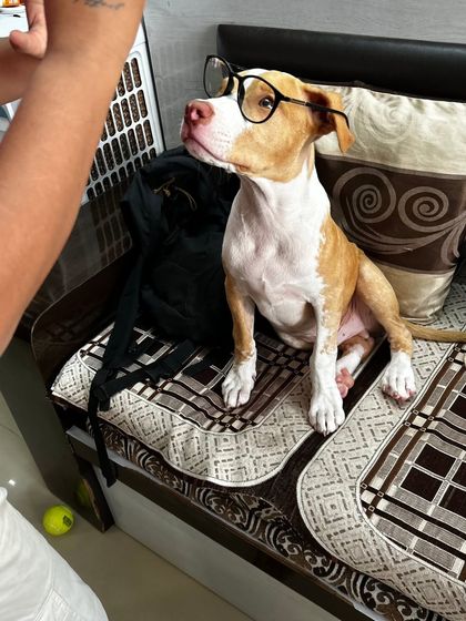 A bit of fun during a session! This pup looks quite scholarly in my glasses. Playfulness and humor are important parts of building a positive relationship with any dog.