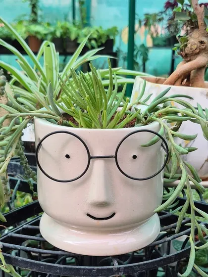 For all the Potterheads out there, this pot is for you. The iconic round glasses make it a magical home for any plant, especially one with "hair" like this trailing succulent.