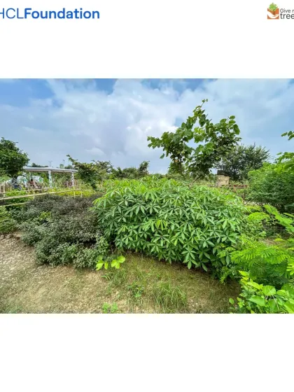 Another view of the Harit Upvan, where different species of native plants are growing together in dense clusters. This mixed planting approach mimics a natural forest and promotes biodiversity.