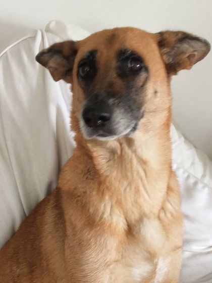 Look at those adorable ears. This is Norah, another happy member of the KuBi family. Her sweet face and love for the food make all the hard work worth it.