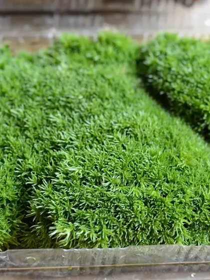 We supply live moss in bulk for terrariums, moss walls, and other creative garden projects. This lush, green carpet moss is healthy and ready for use.