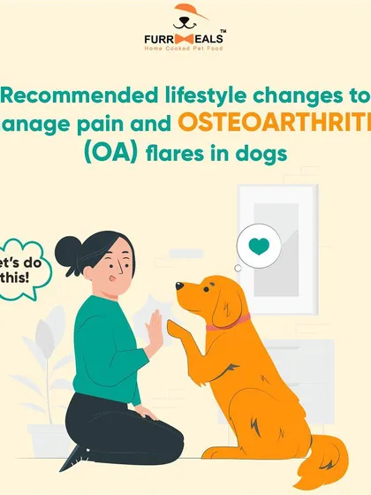 This extensive library of educational content covers everything a pet parent needs to know, from the benefits of turmeric and moringa to tips for hydration, sleep, dental health, and raising a new puppy.