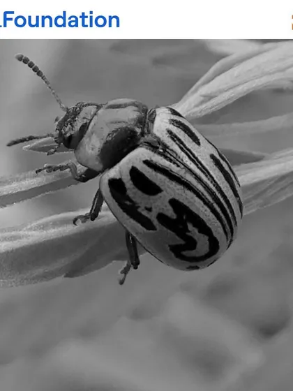 A close-up of a beetle with striking patterns. Insects are the foundation of a healthy food web, and the variety of beetles, grasshoppers, and other bugs at our sites indicates a robust ecosystem.