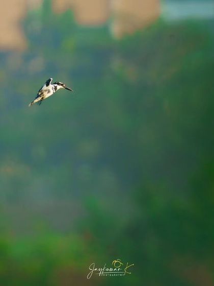 A Pied Kingfisher in flight against a soft, green, out-of-focus background, making the bird and its action the sole focus.